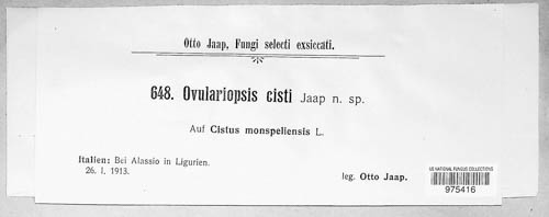 Ovulariopsis cisti image